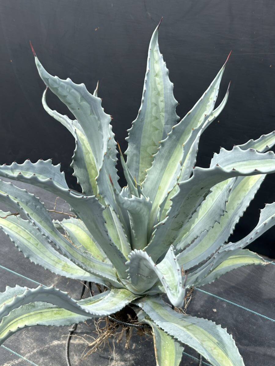 Agave americana v.expansa mediopicta pallida アガベ エクスパンサ パリーダ 美株 大株 2の画像2