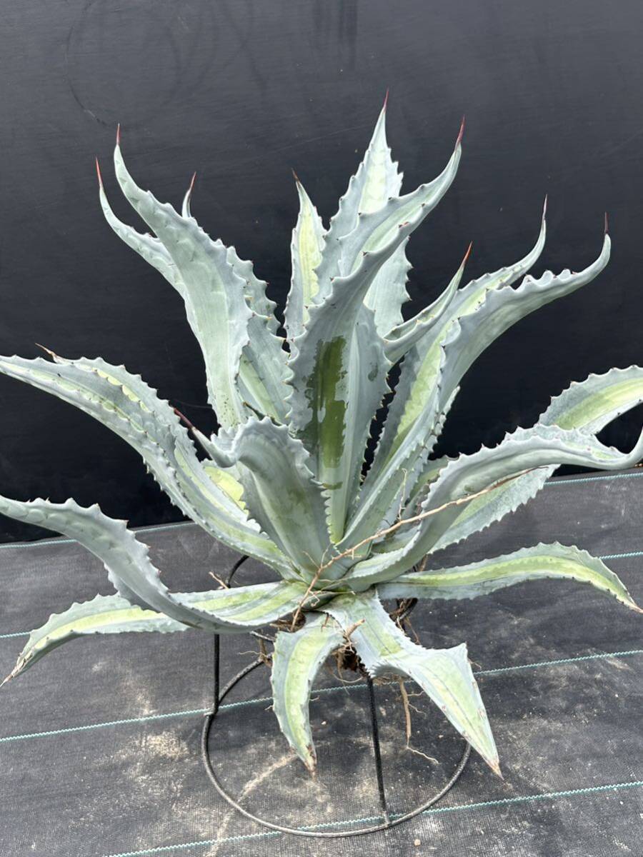 Agave americana v.expansa mediopicta pallida アガベ エクスパンサ パリーダ 美株 大株 2の画像5