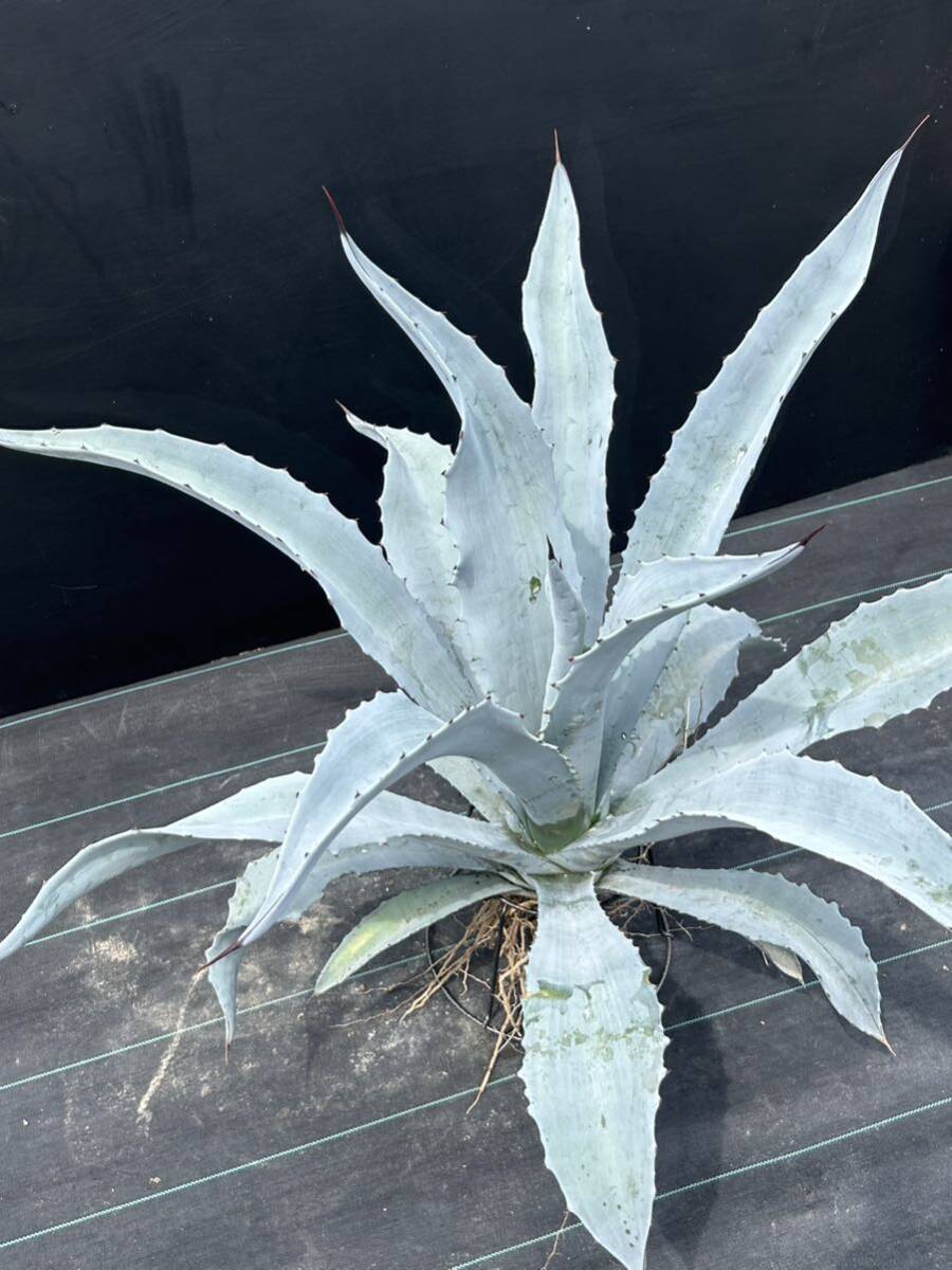 Agave franzosinii アガベ フランゾシニー 大株 美株 の画像4