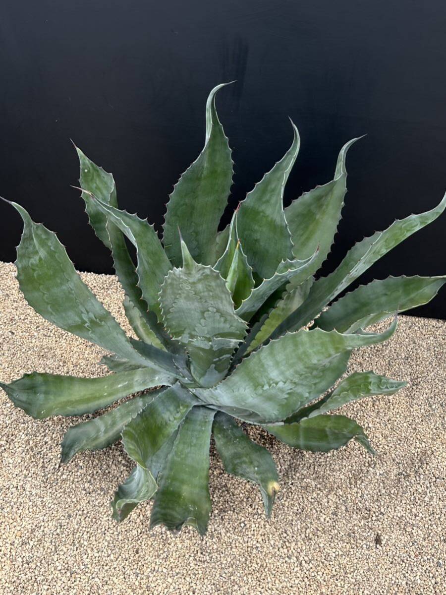 Agave salmiana v.feroxCrazy Horse アガベ サルミアナ フェロックス クレイジーホース 美株 特大株 1の画像4