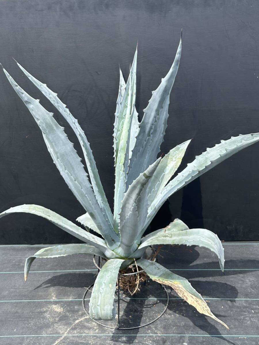 Agave americana sp アガベ アメリカーナ 特大株 美株 1の画像5