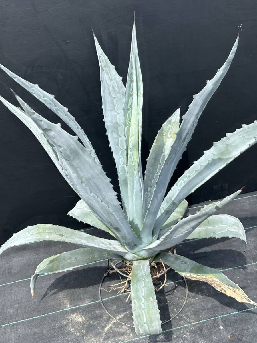 Agave americana sp アガベ アメリカーナ 特大株 美株 1の画像1