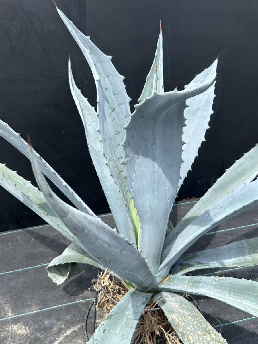 Agave americana sp アガベ アメリカーナ 大株 美株 2の画像6