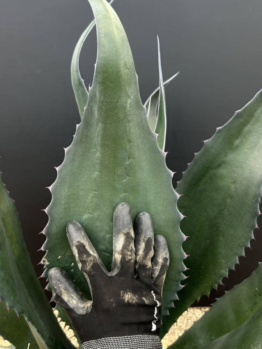 Agave atrovirens var. sigmatophylla アガベ アトロビレンス シグマトフィラ 特大株 美株 の画像9