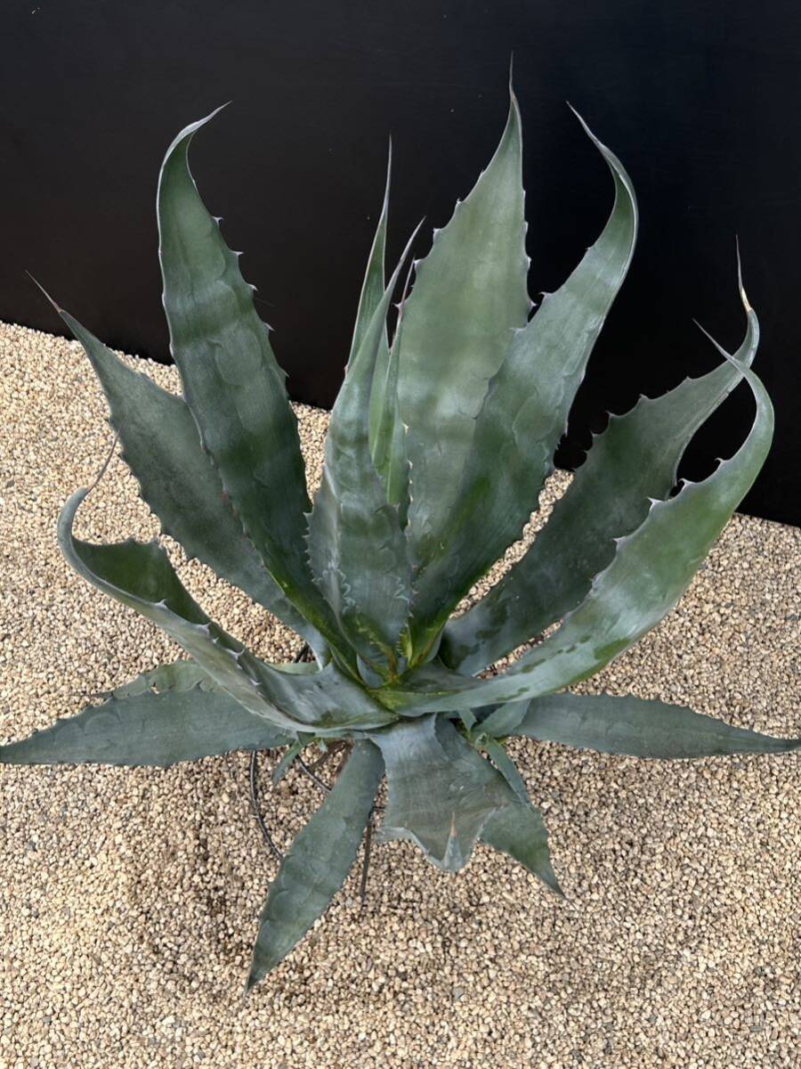 Agave salmiana ssp. crassispina アガベ サルミアナ クラッシスピナ 美株 大株の画像3