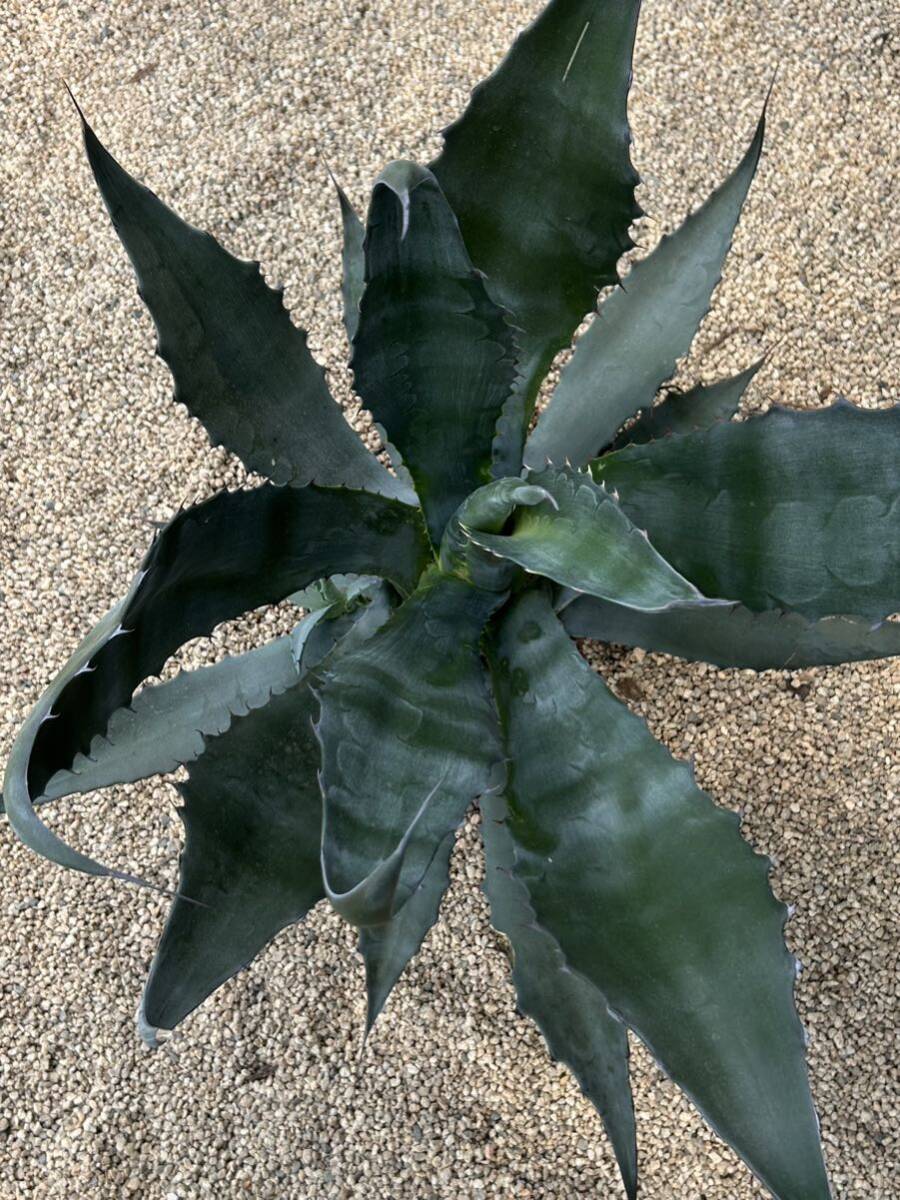 Agave salmiana ssp. crassispina アガベ サルミアナ クラッシスピナ 美株 大株の画像6