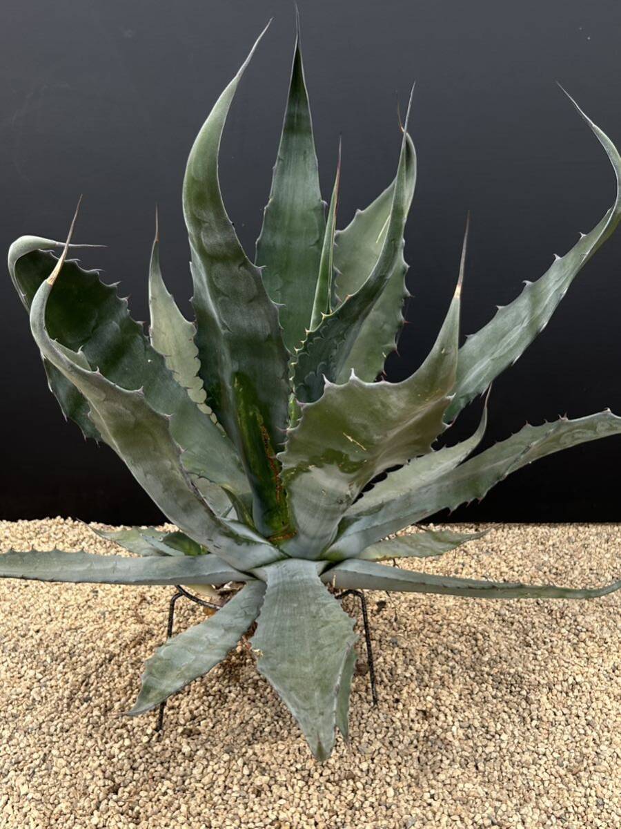 Agave salmiana ssp. crassispina アガベ サルミアナ クラッシスピナ 美株 大株の画像1