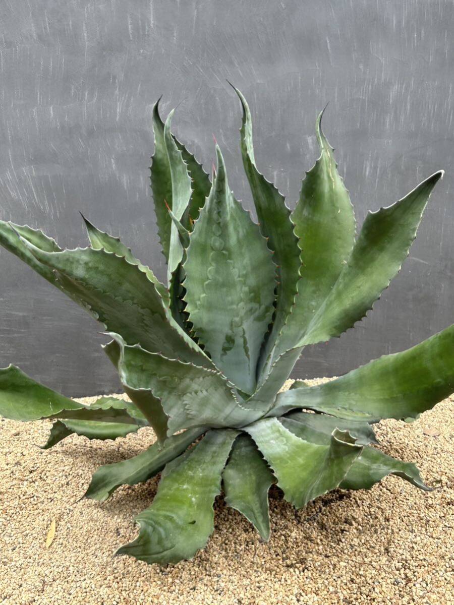 Agave salmiana v.feroxCrazy Horse アガベ サルミアナ フェロックス クレイジーホース 美株 特大株 1の画像6