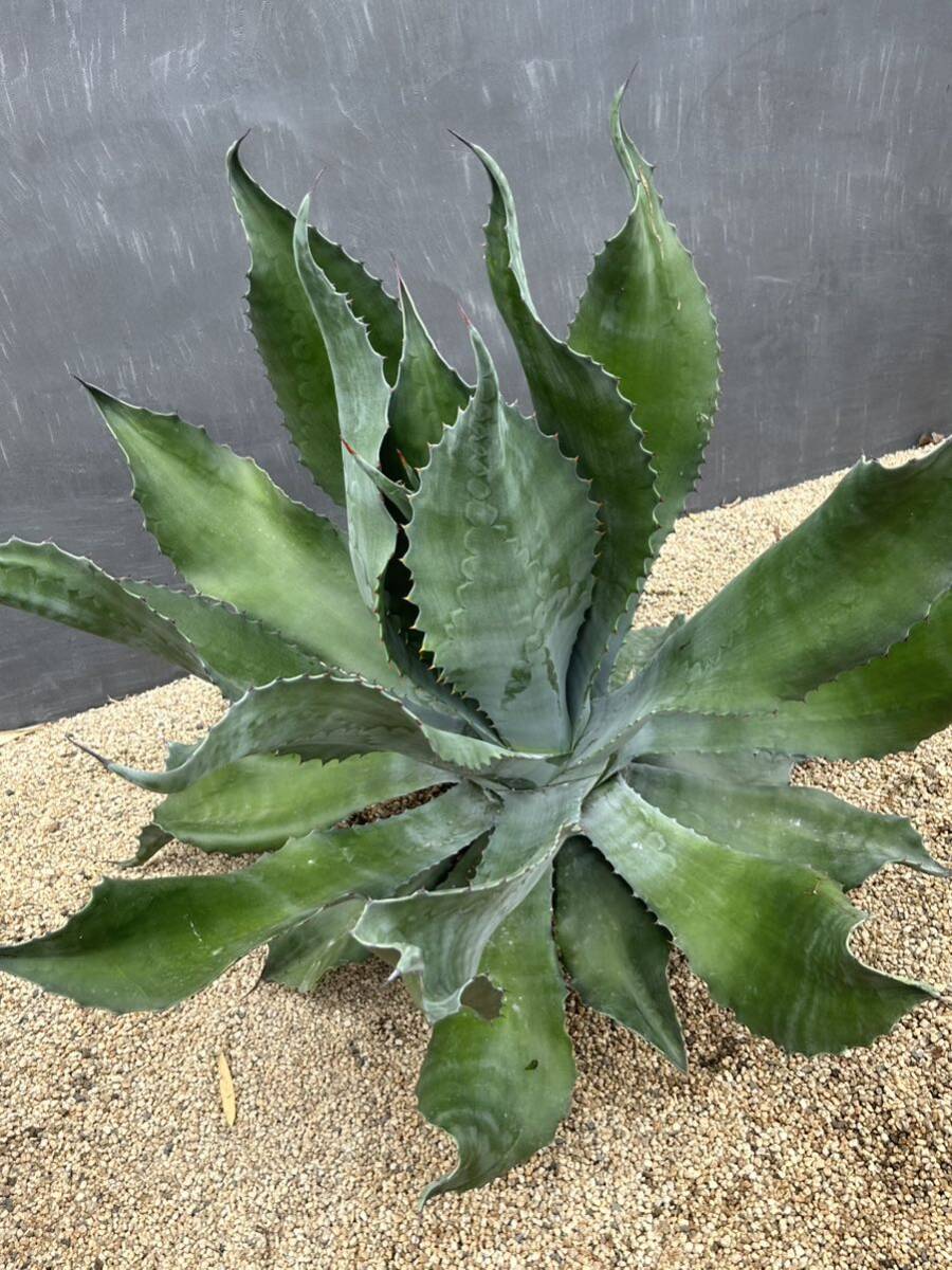 Agave salmiana v.feroxCrazy Horse アガベ サルミアナ フェロックス クレイジーホース 美株 特大株 1の画像7