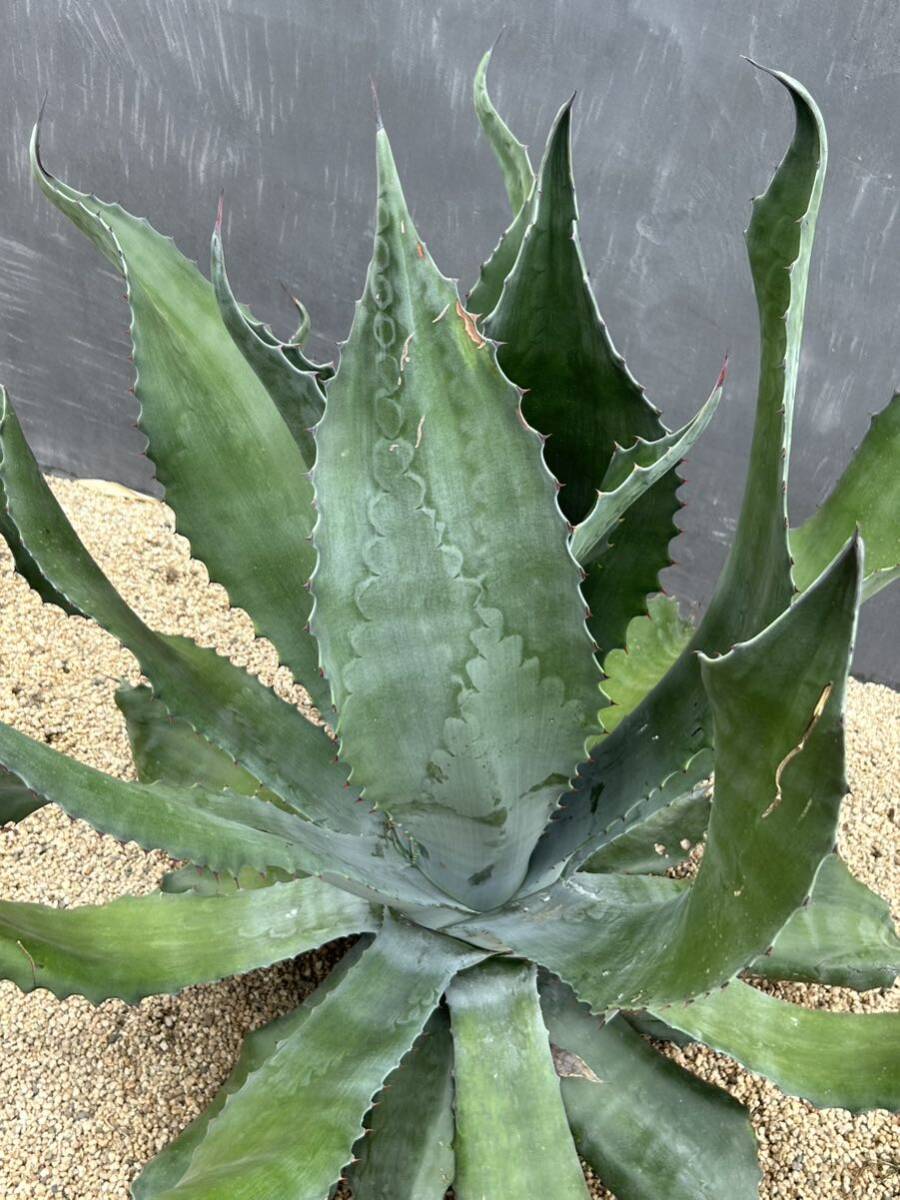 Agave salmiana v.feroxCrazy Horse アガベ サルミアナ フェロックス クレイジーホース 美株 特大株 1の画像8