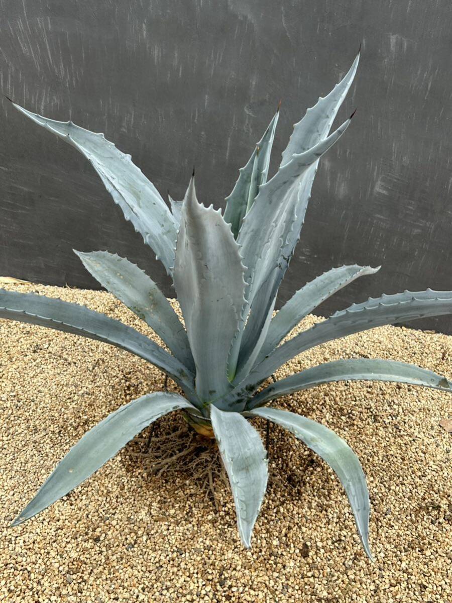 Agave americana sp アガベ　アメリカーナ　大株　美株　2_画像6