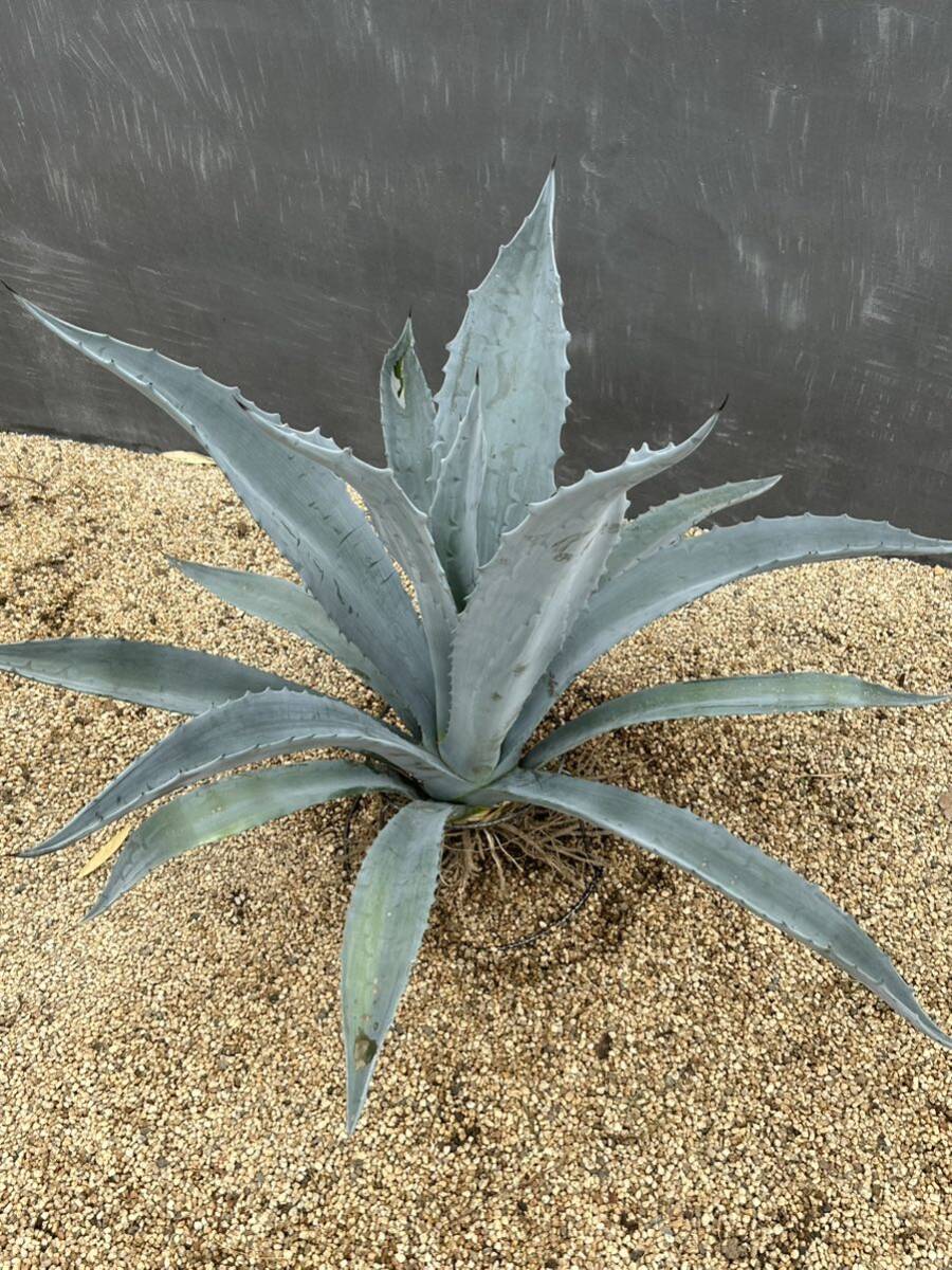 Agave americana sp アガベ　アメリカーナ　大株　美株　2_画像2