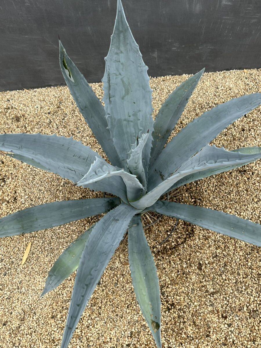 Agave americana sp アガベ　アメリカーナ　大株　美株　2_画像3