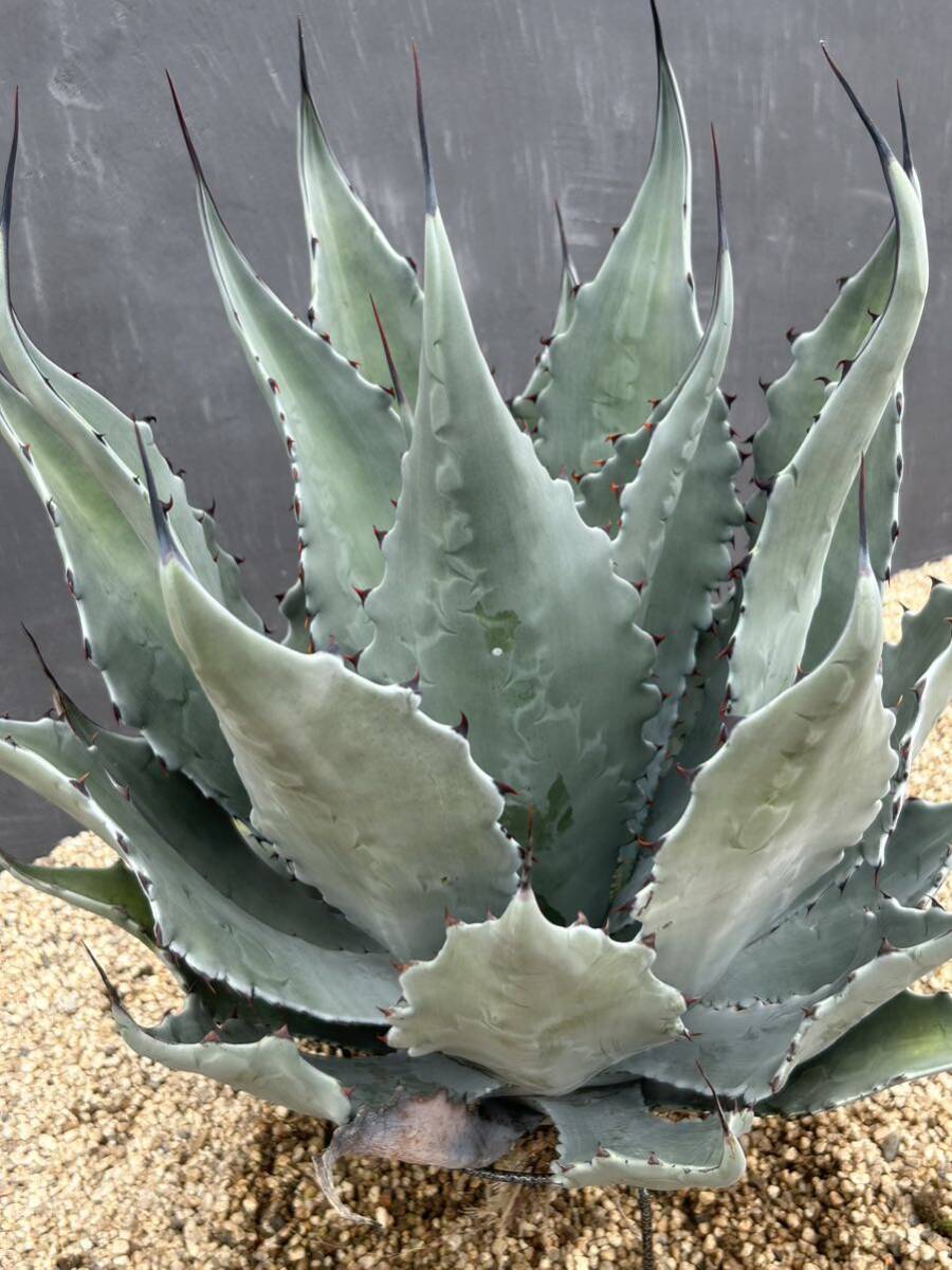 Yahoo!オークション - Agave colorata hyb アガベ コロラータ Yahoo!オークション - Agave colorata hyb アガベ コロラータ