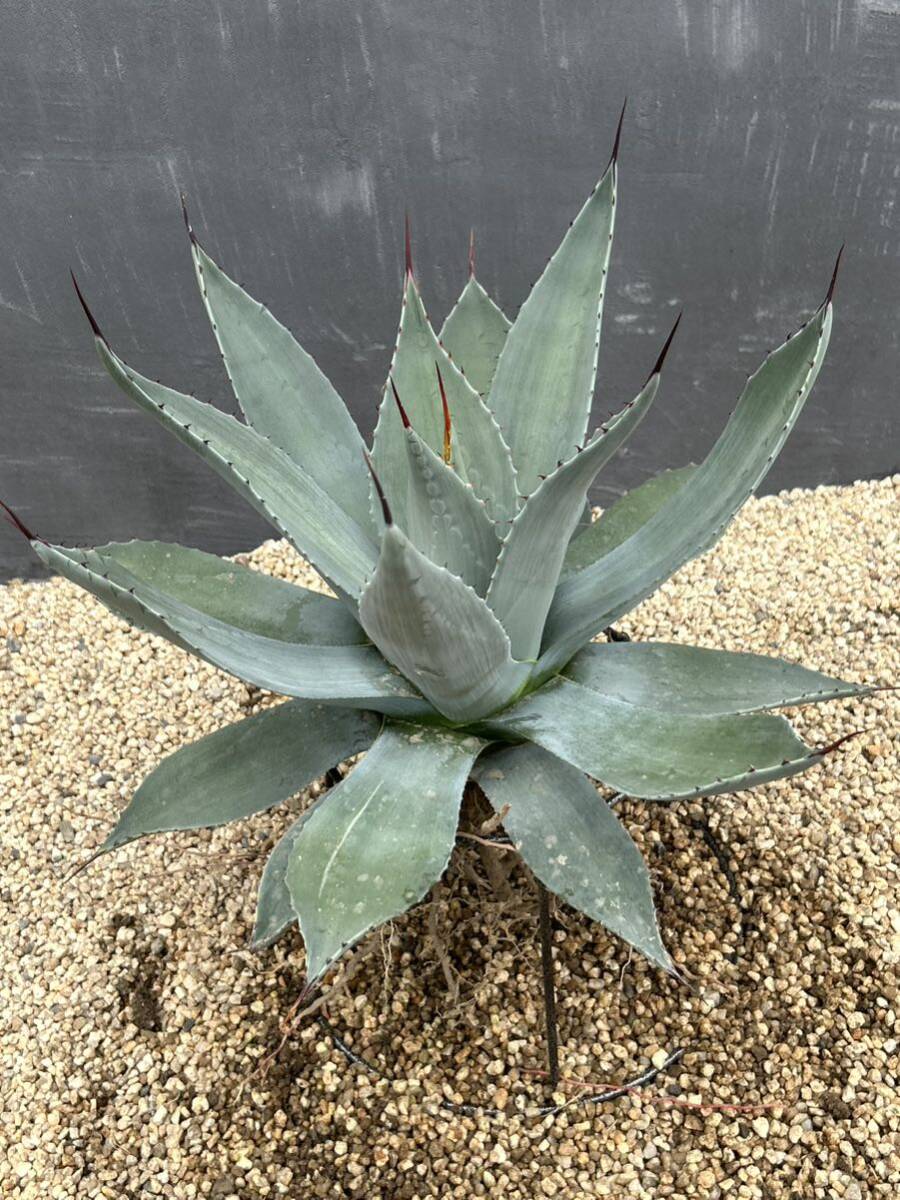 Agave parryi アガベ　パリー　大株　美株_画像4