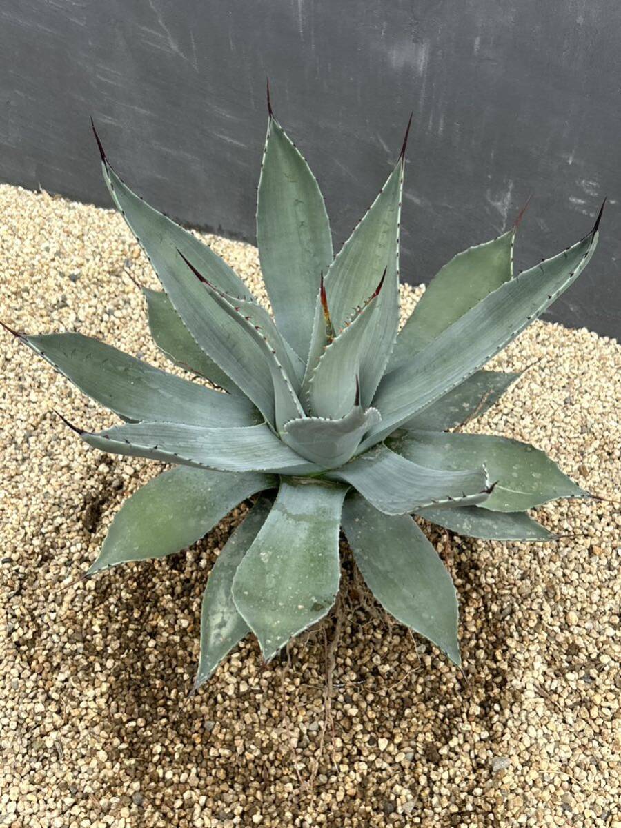 Agave parryi アガベ　パリー　大株　美株_画像6