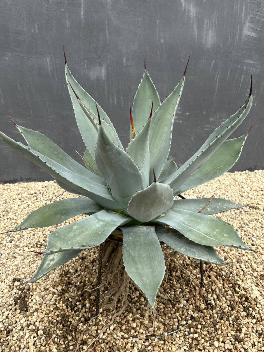 Agave parryi アガベ　パリー　大株　美株_画像5