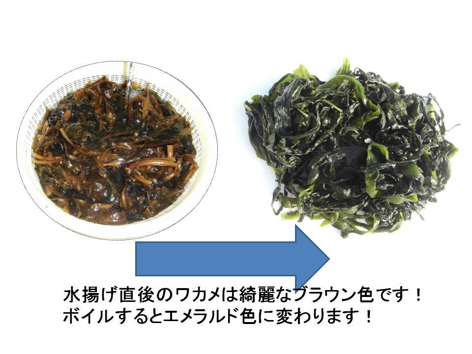 泉州生ワカメ朝摘みです!海外セレブに人気のシーモス腸活をワカメで！茎も柔らか！送料無料！生ワカメパーティ！採れたて出荷！鍋に最高！_画像3