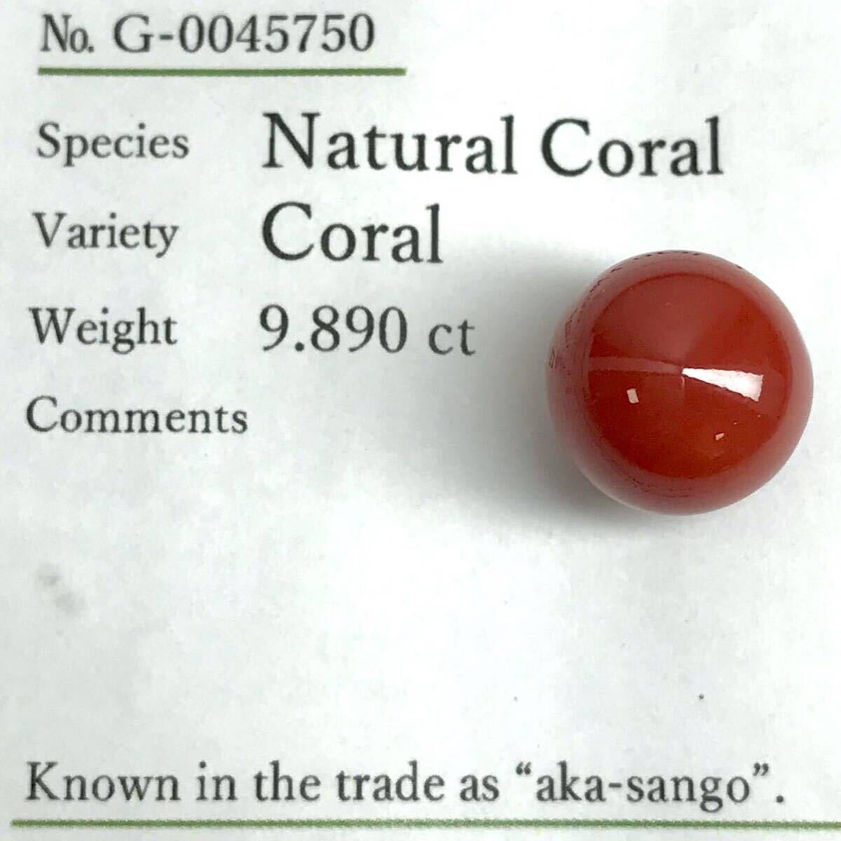 (天然本珊瑚)a 9.890ct 11.3×11.3mm ルース 裸石 宝石 coral コーラル さんご 丸玉 サンゴ DA0/DA0テEB0 iの画像4