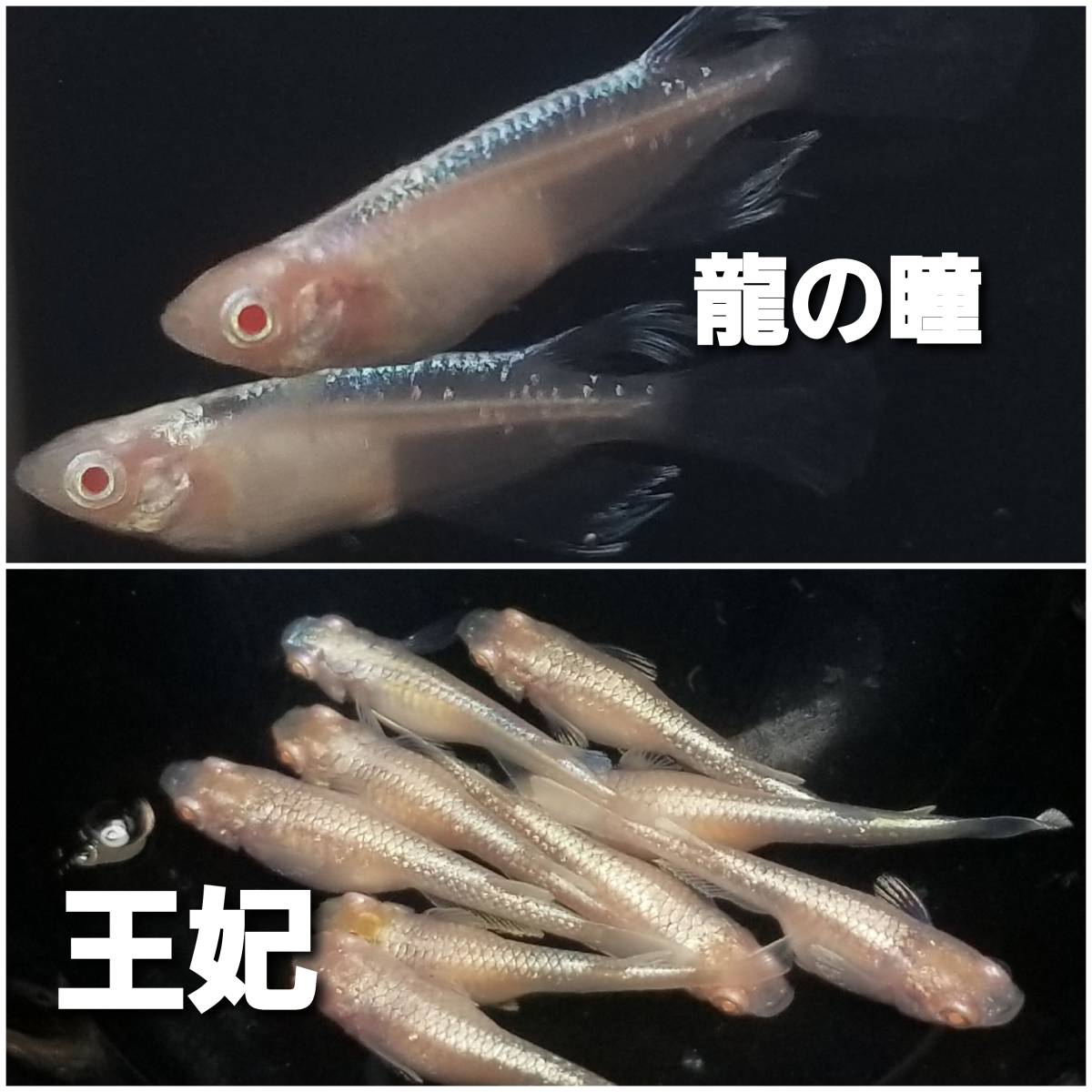 アルビノメダカ 2種類の卵 各20個＋α（王妃メダカと龍の瞳メダカ）の画像1