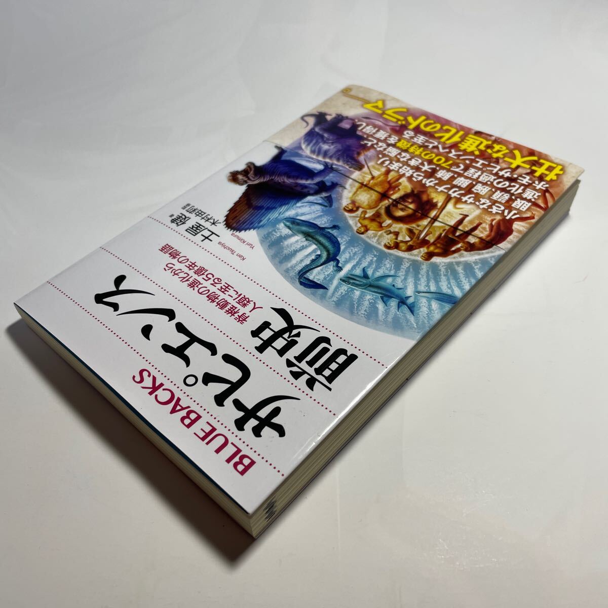 サピエンス前史 脊椎動物の進化から人類に至る５億年の物語 （ブルーバックス Ｂ－２２５５） 土屋健／著 木村由莉／監修の画像5