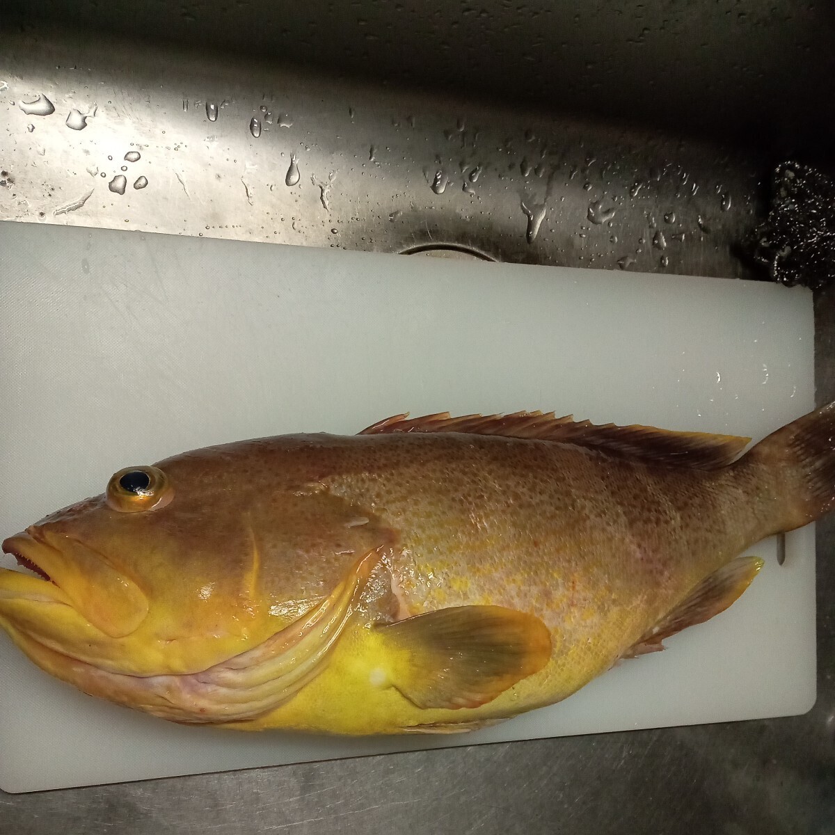 アオナ 魚 対馬 天然 料理 激安 美味 オススメ おまけつき カサゴ アラカブの画像2