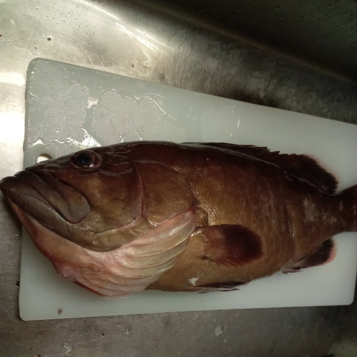 タカバ　ナメリ　クエ　2.06キロ　対馬　天然　魚　刺身　料理　お得　激安　オススメ　おまけ　カサゴ　二匹_画像1