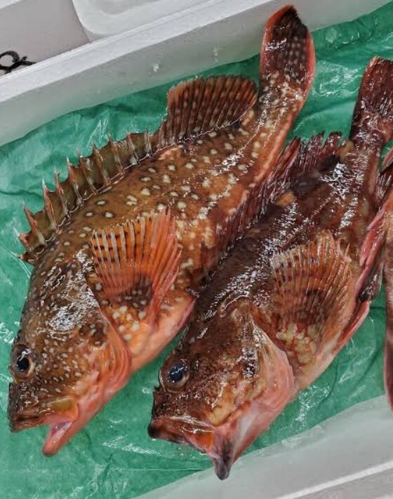タカバ　ナメリ　クエ　2.06キロ　対馬　天然　魚　刺身　料理　お得　激安　オススメ　おまけ　カサゴ　二匹_画像4