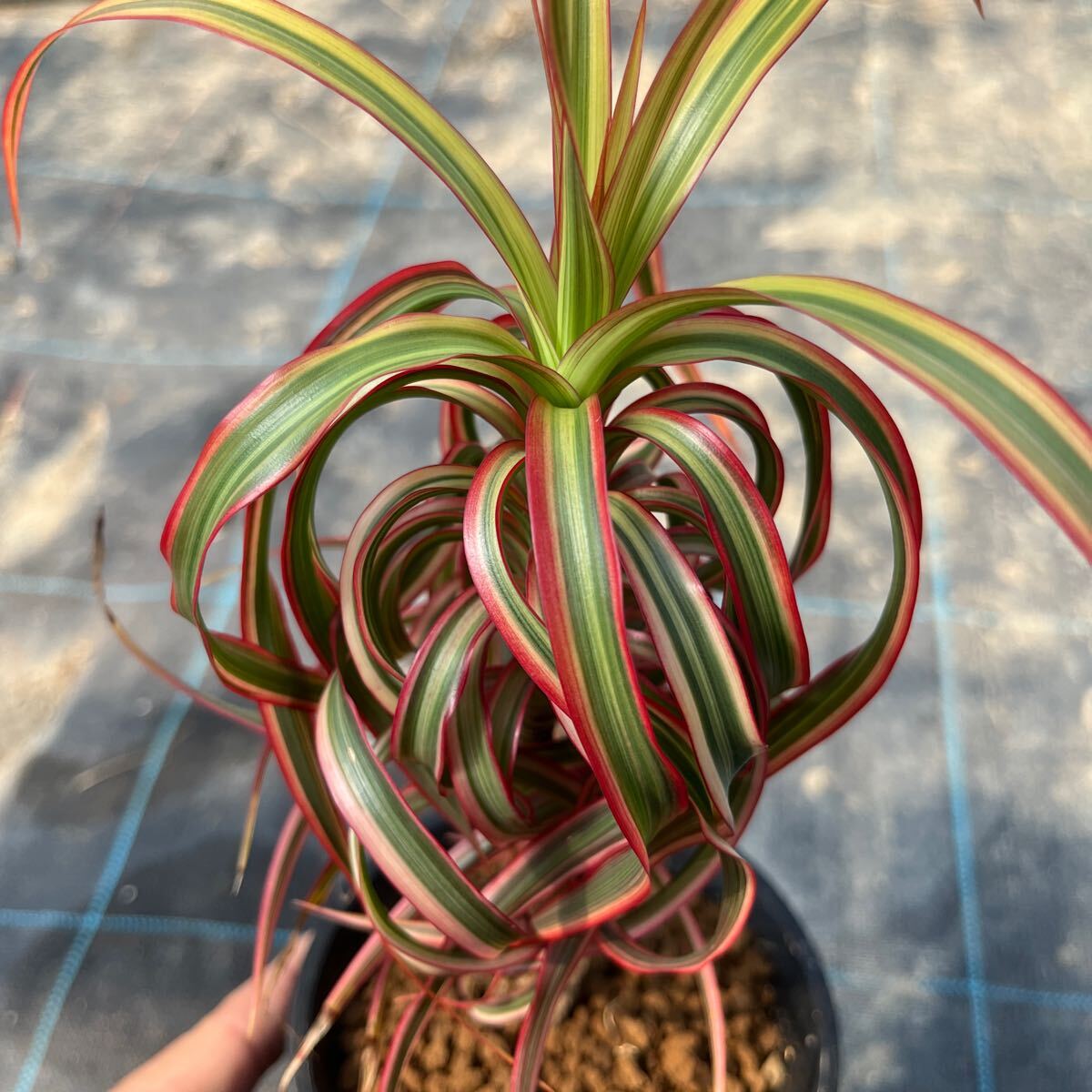 1) dracaena Qun ti4 number pot 