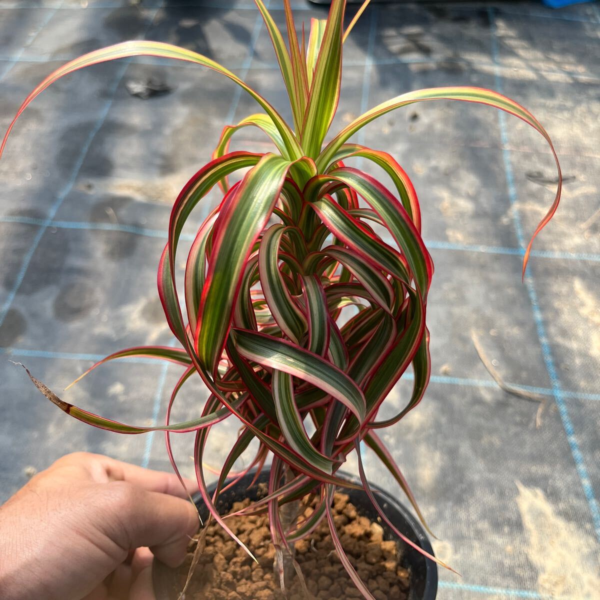 1) dracaena Qun ti4 number pot 