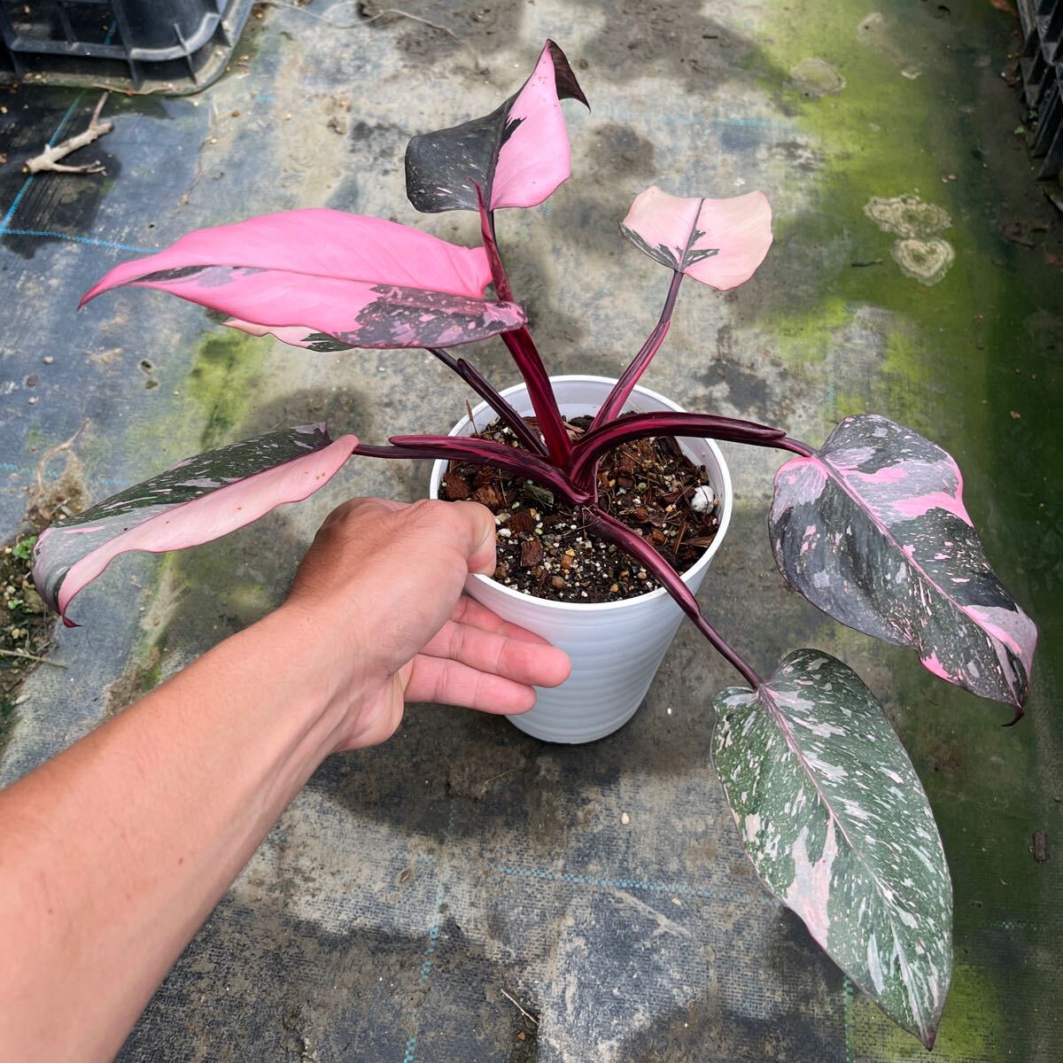 2)【Philodendron Pink princess marble】フィロデンドロン ピンクプリンセス マーブル _画像5