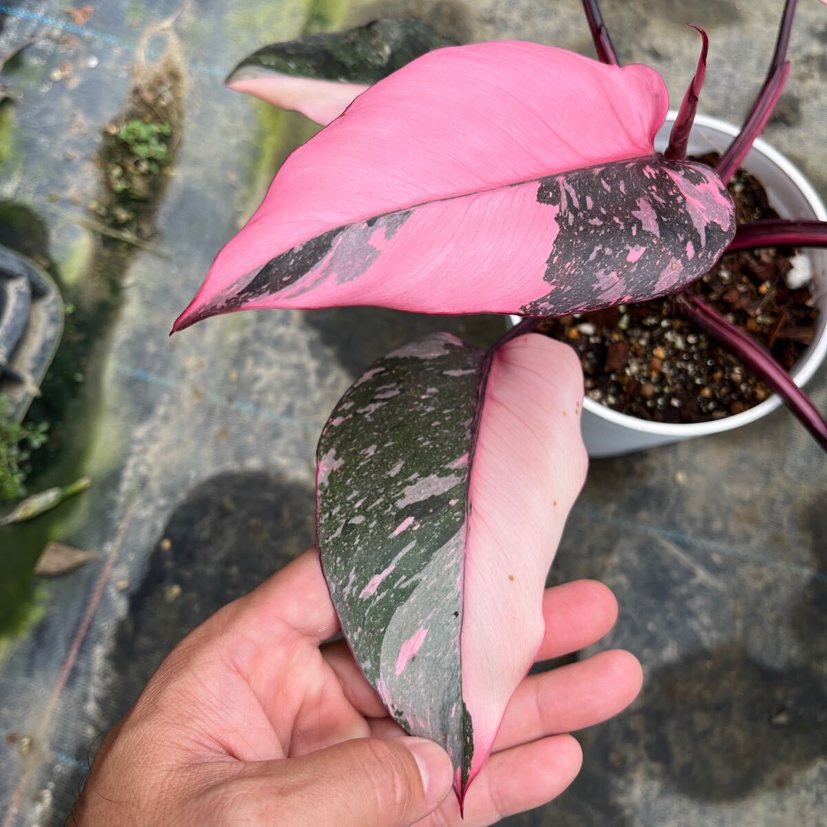 2)【Philodendron Pink princess marble】フィロデンドロン ピンクプリンセス マーブル _画像4