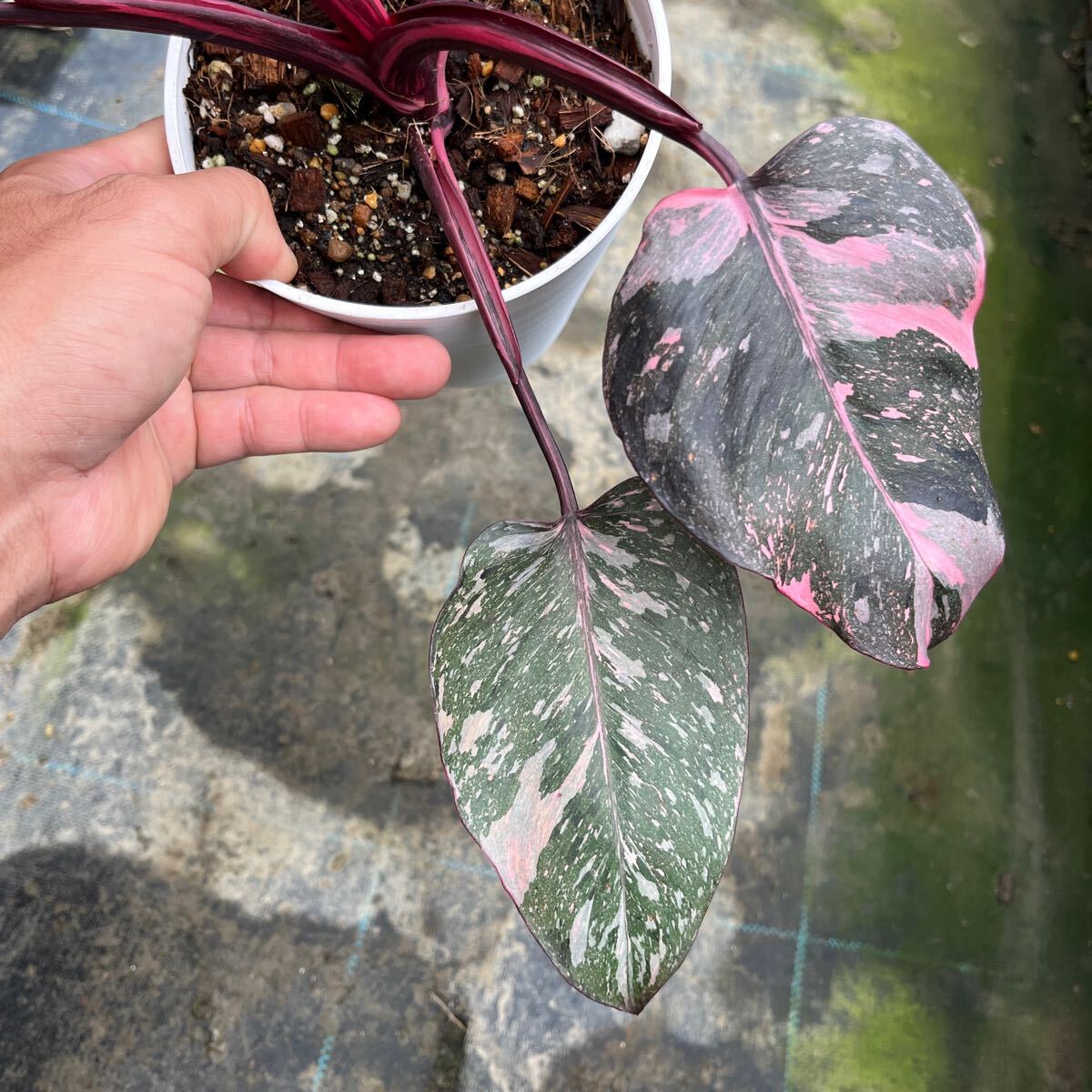 2)【Philodendron Pink princess marble】フィロデンドロン ピンクプリンセス マーブル _画像2