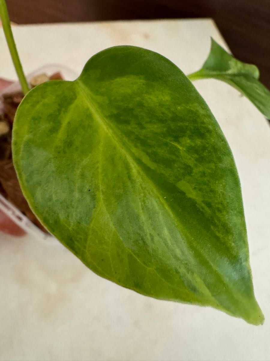 超希少】Monstera Deliciosa yellow Marilyn モンステラ 超希少】Monstera Deliciosa yellow Marilyn モンステラ