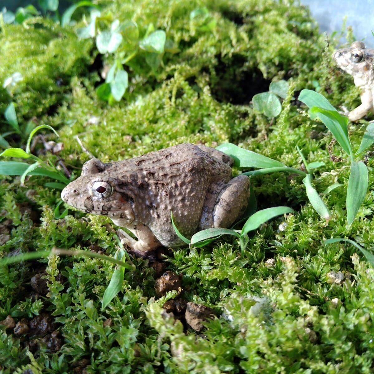 カエル 活餌 20匹 M 幼蛇用 餌用約 ヌマガエル エサ用 蛙 飼育 CB ケロリウム 爬虫類 肉食熱帯魚 ヘビ 蛇 へびの餌 アロワナ ピラニアの画像2