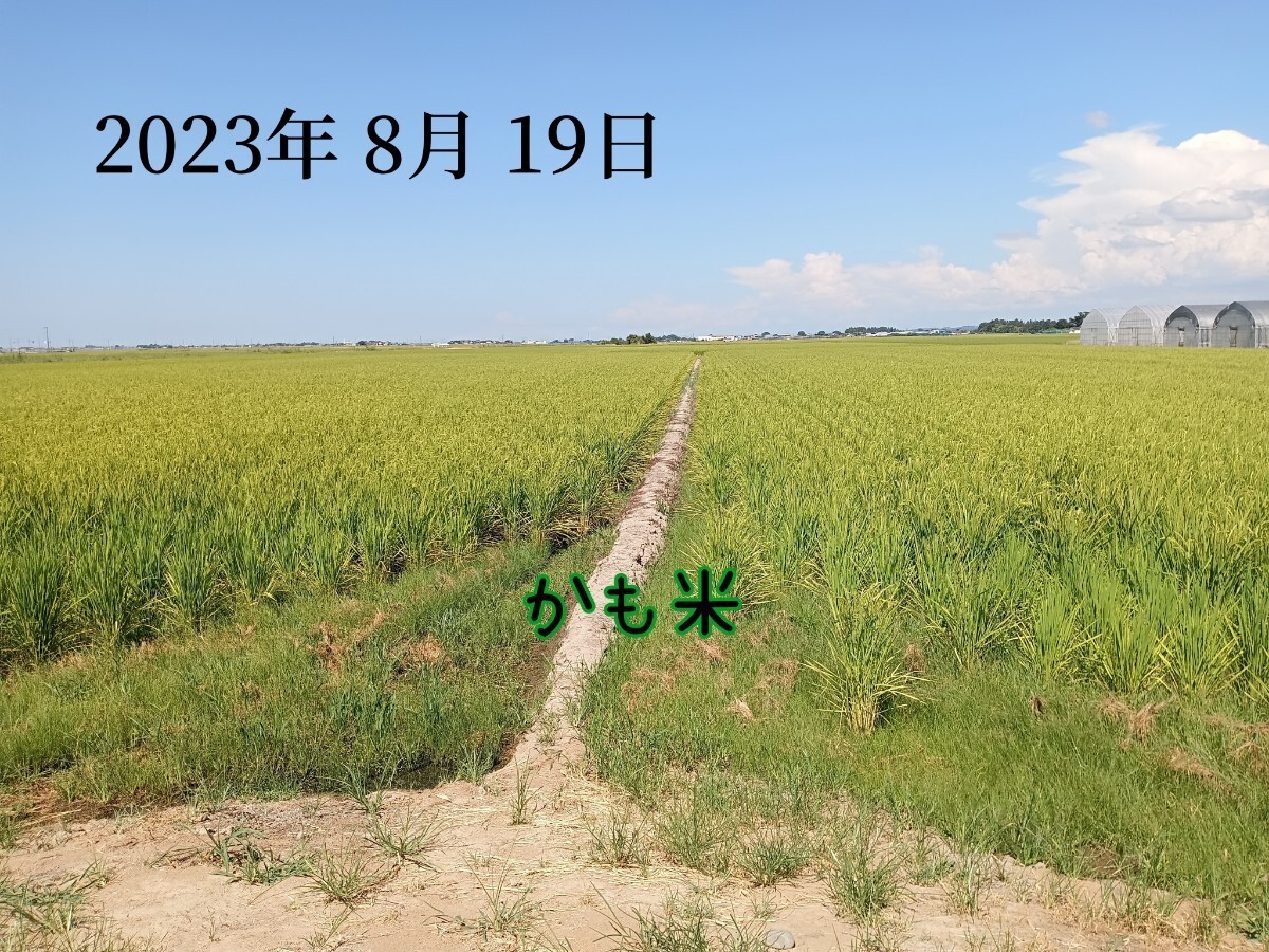  нет пестициды рис Niigata префектура производство Koshihikari 10k