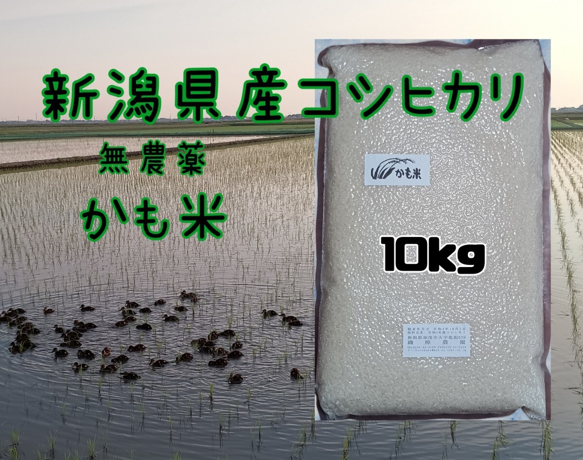  нет пестициды рис Niigata префектура производство Koshihikari 10k