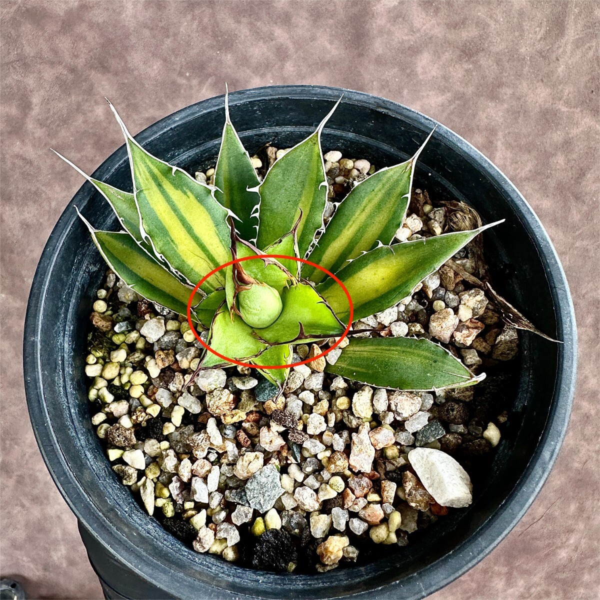 [Lj_plants]Z11 succulent plant agave Hori dahorrida. stock 1 stock 