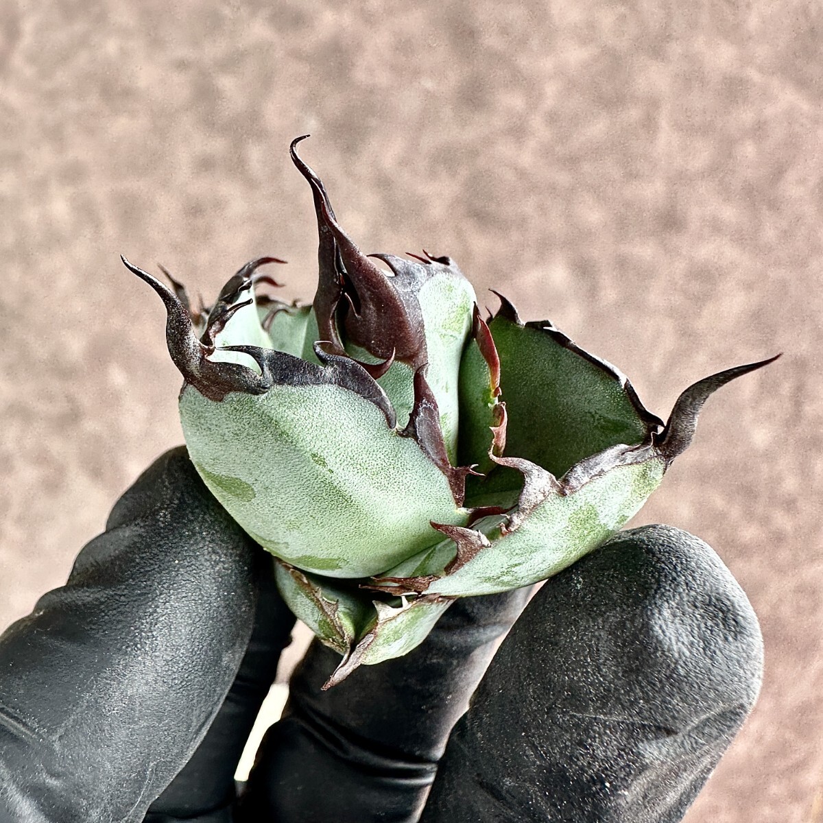 【Lj_plants】Z16 アガベ チタノタ BB ブラックアンドブルー 極上大天芽 短い葉強棘 丸い叶綺麗株 の画像5