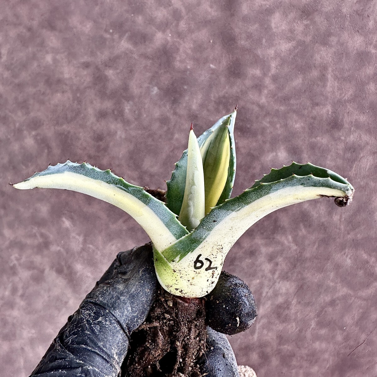 【Lj_plants】Z62 多肉植物 アガベ アメリカーナ 華厳 黄中斑 綺麗株の画像6