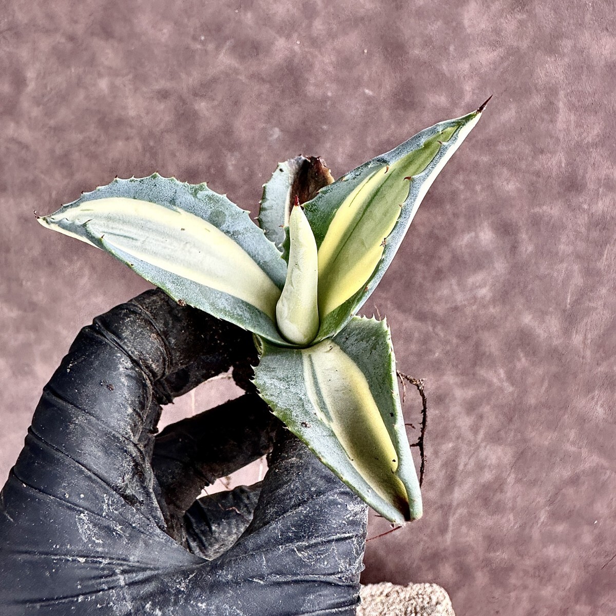 【Lj_plants】Z62 多肉植物 アガベ アメリカーナ 華厳 黄中斑 綺麗株の画像4