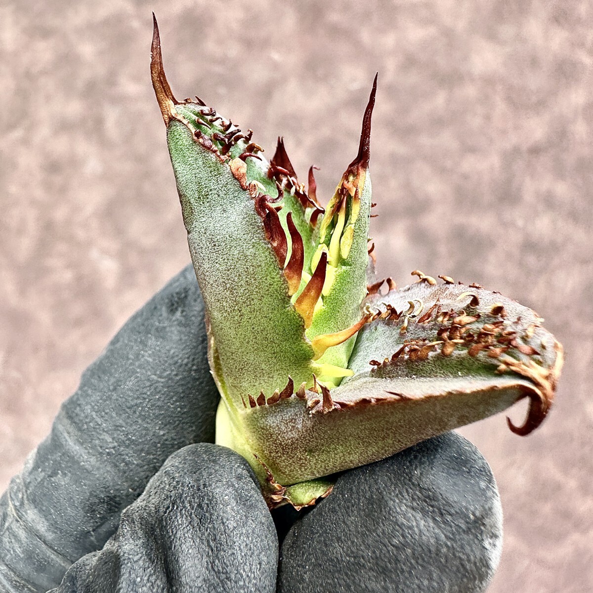 【Lj_plants】Z151 アガベ チタノタ 無名 未命名 史上最強の無双株 最強の葉内刺 背刺 二重刺種 無双の有望株 一番怖い株を見に来ましたの画像3