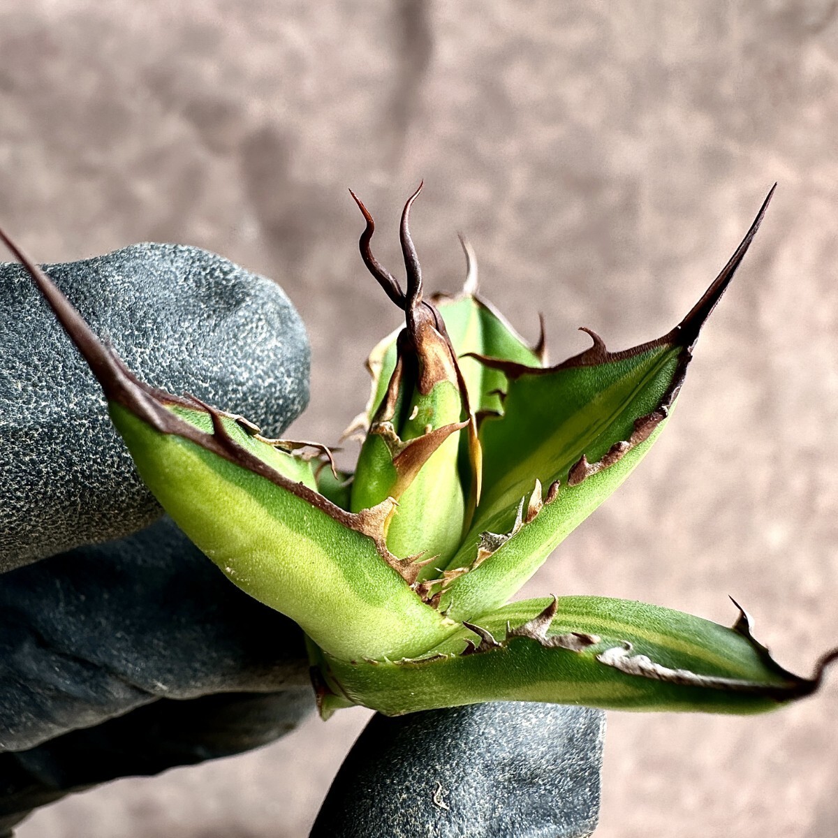 【Lj_plants】Z31 多肉植物アガベ ホリダ horrida 縞斑 中斑 鮮明錦 胴切 美株の画像1