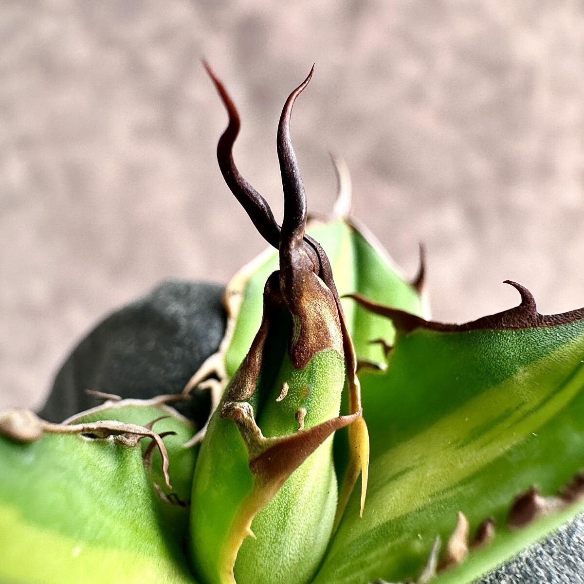 【Lj_plants】Z31 多肉植物アガベ ホリダ horrida 縞斑 中斑 鮮明錦 胴切 美株の画像2