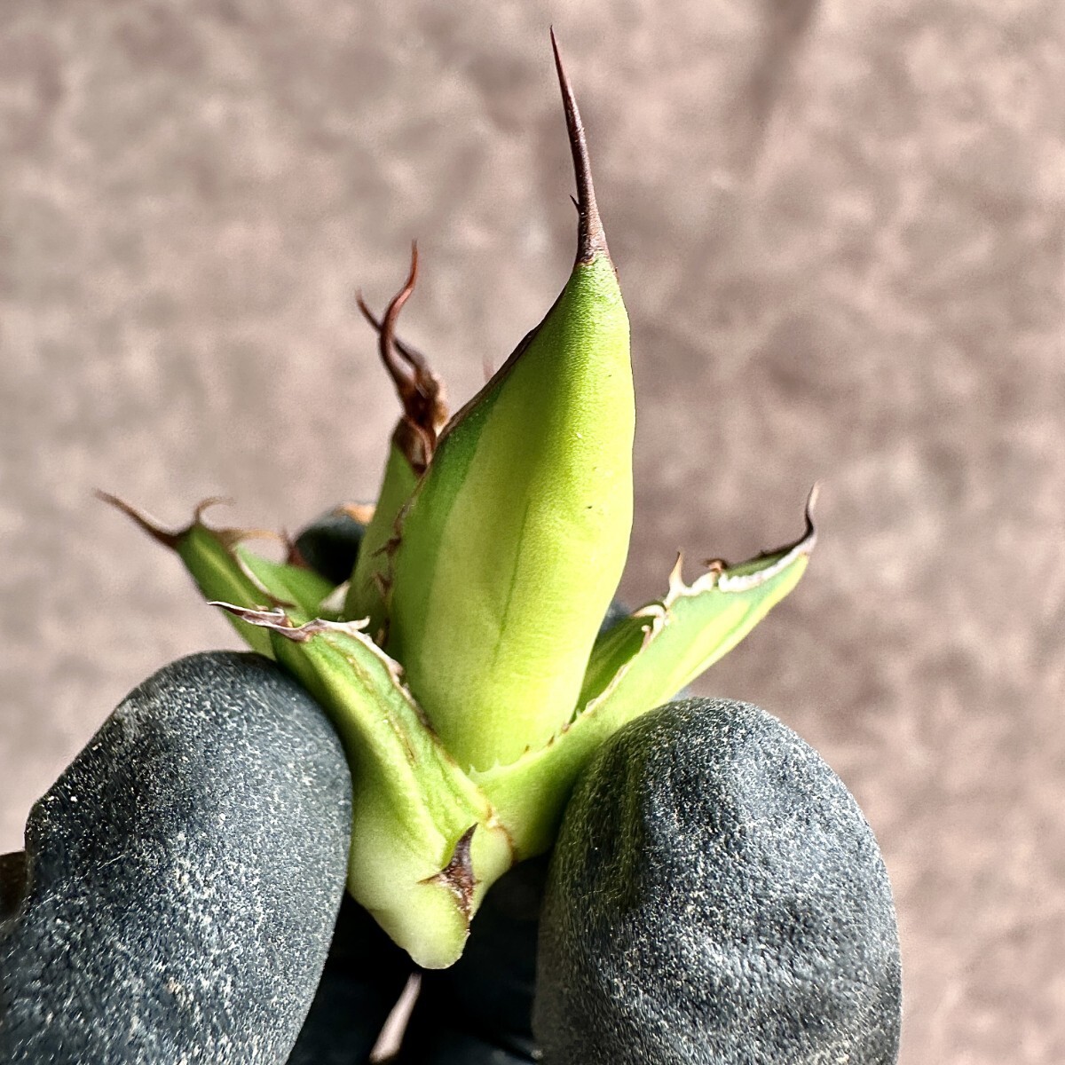 【Lj_plants】Z31 多肉植物アガベ ホリダ horrida 縞斑 中斑 鮮明錦 胴切 美株の画像5