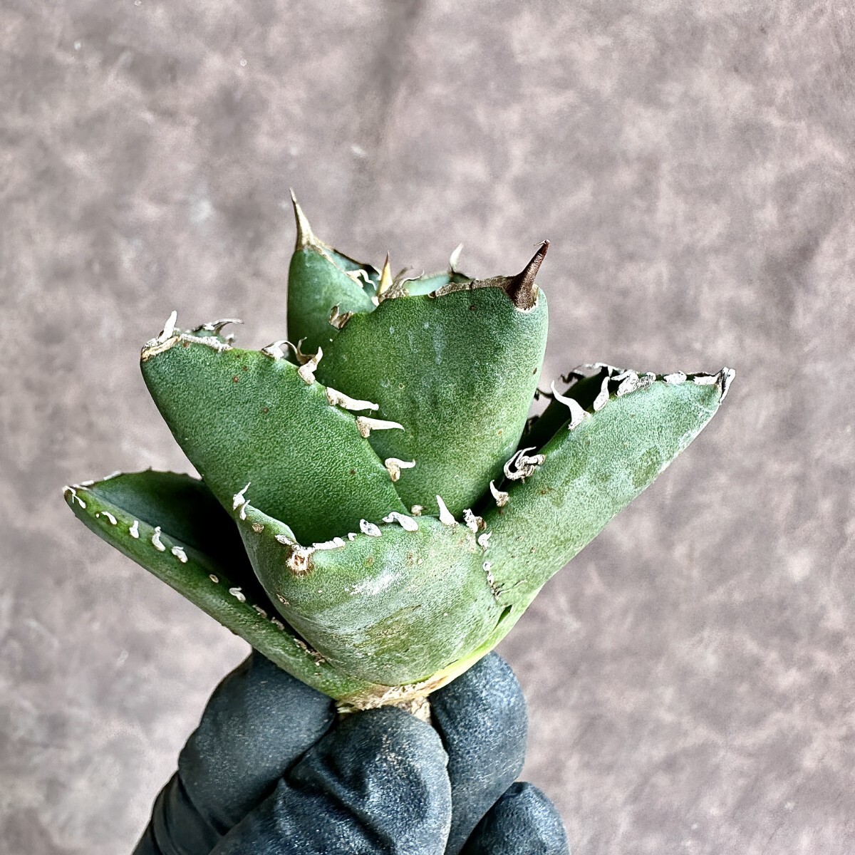 【Lj_plants】Z43 アガベ チタノタ 柊月 短葉で肉厚 極美 極上株の画像4