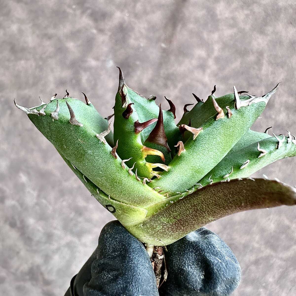 【Lj_plants】Z60 アガベ チタノタ キューピッド/翼竜 agave titanota Cupid 極上美株の画像2