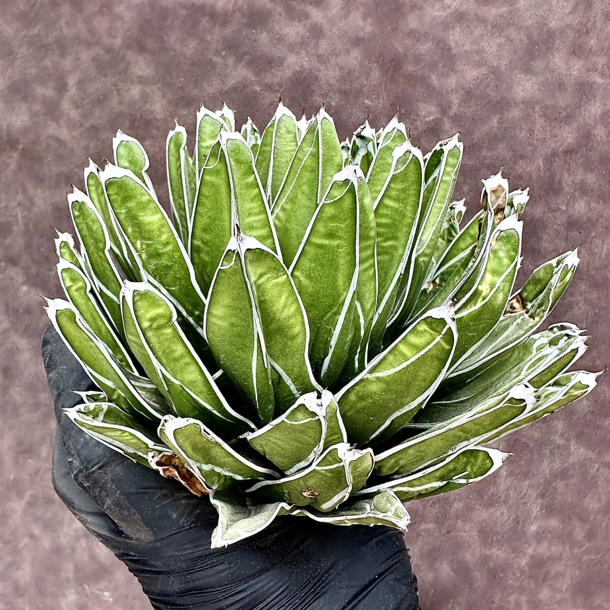 【Lj_plants】Z170 多肉植物 アガベ 笹の雪 包葉 球形 超大株 美株の画像5