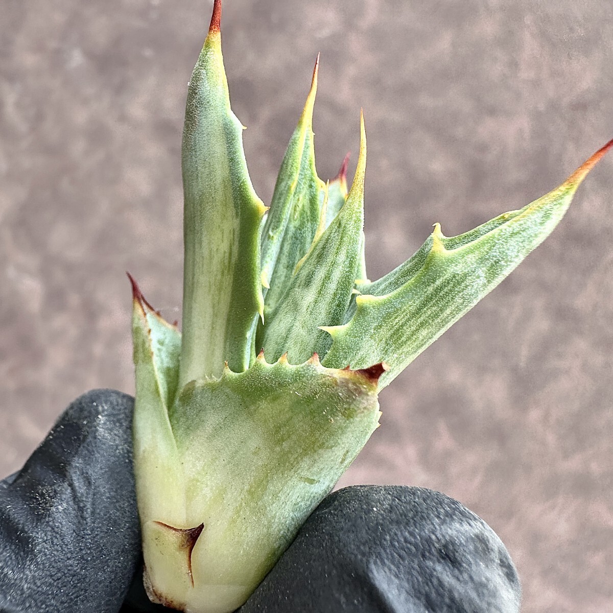 【Lj_plants】Z19 アガベ スノ-デビル 極上斑です Agave deserti v. simplex variegata Snow Devil 胴切 天芽の画像2