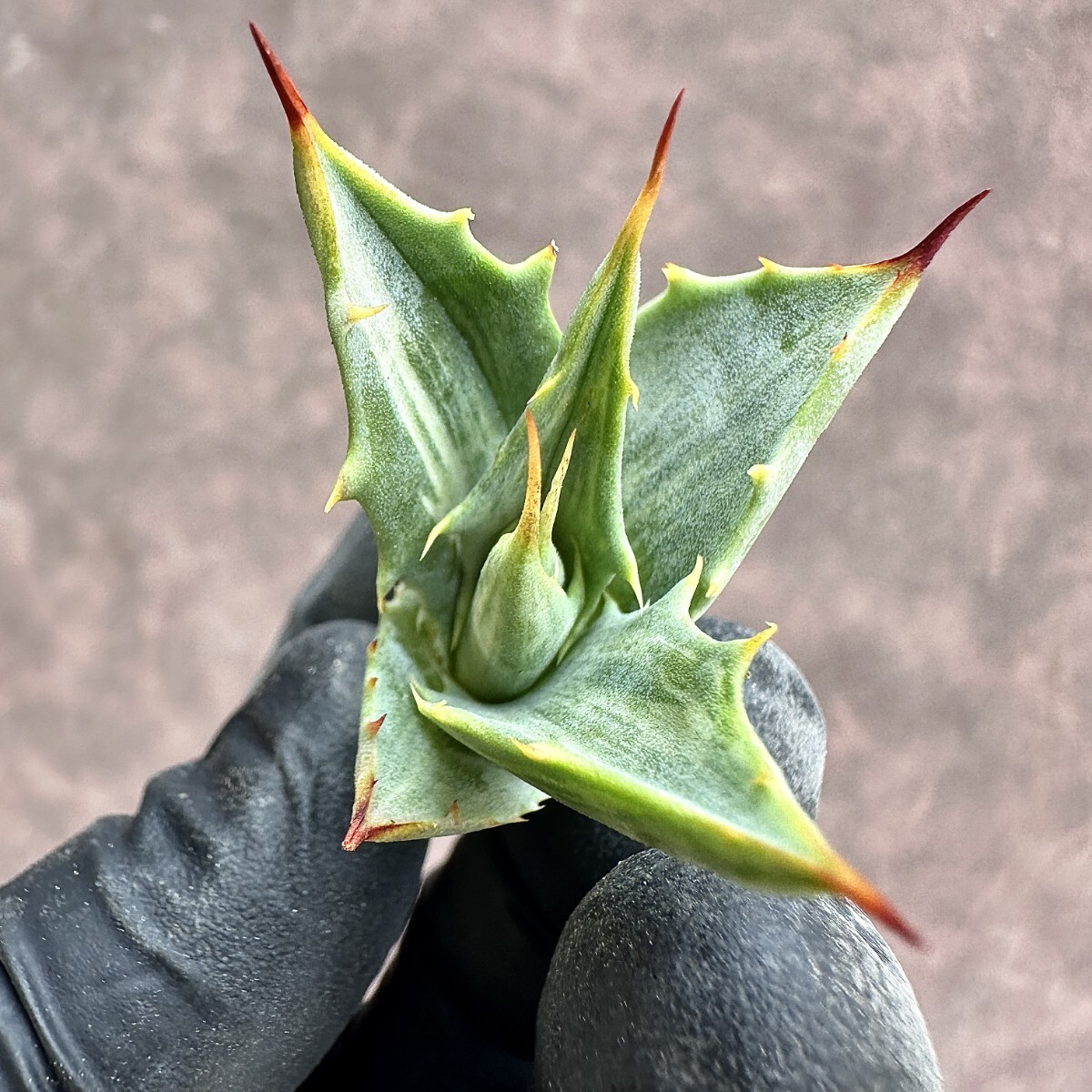 【Lj_plants】Z19 アガベ スノ-デビル 極上斑です Agave deserti v. simplex variegata Snow Devil 胴切 天芽の画像1